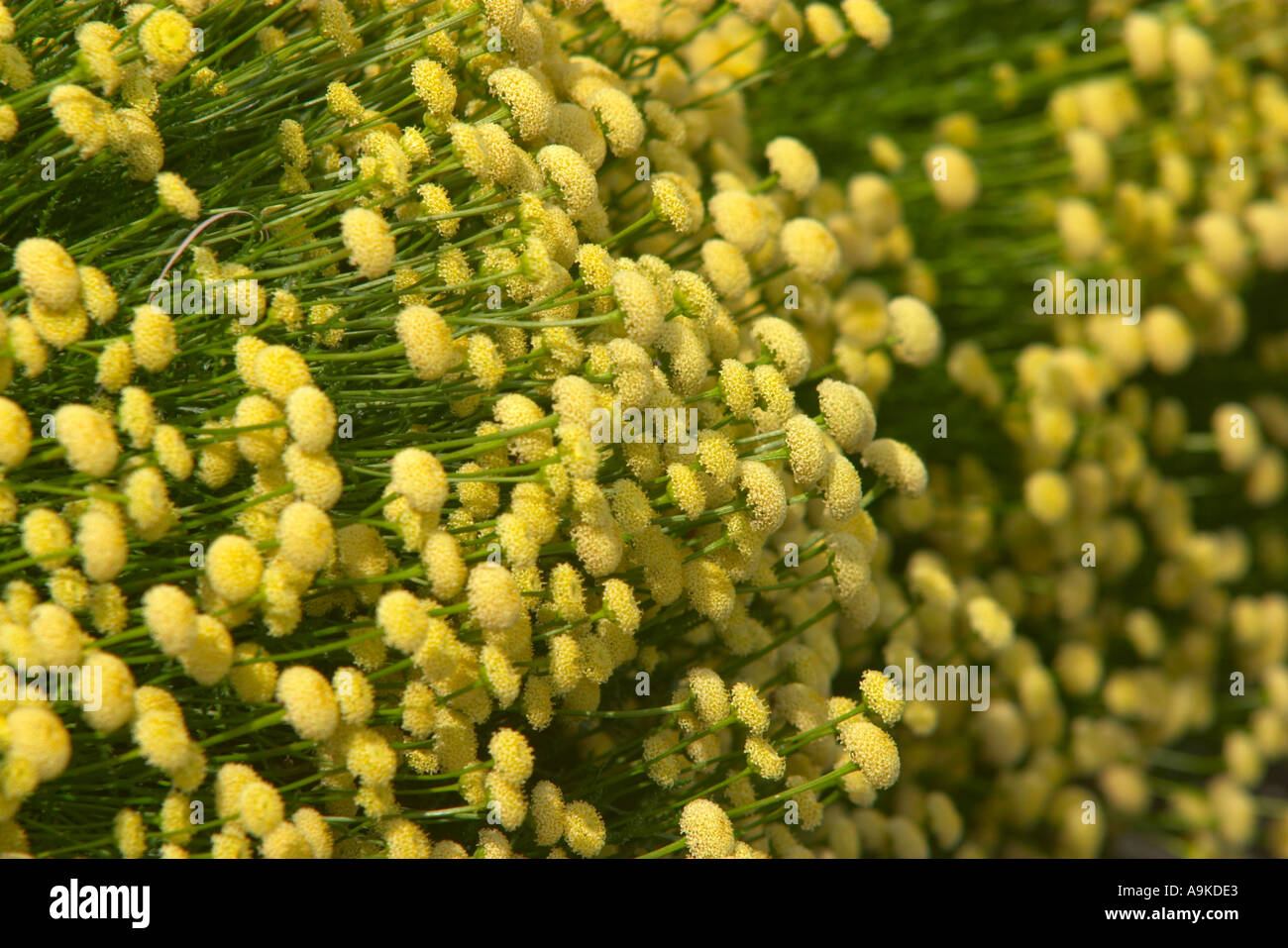 Santolina rosmarinifolia Stock Photo