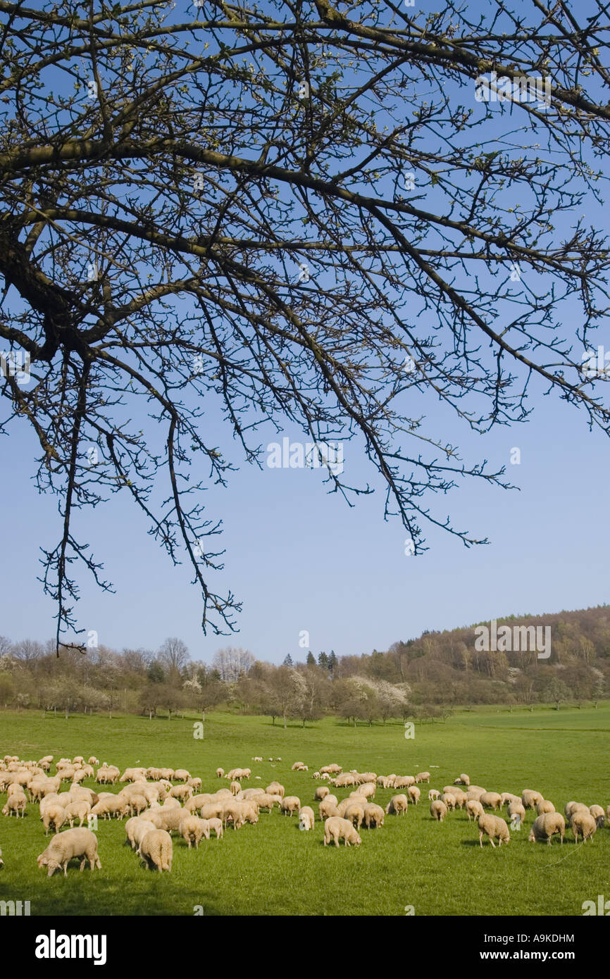 domestic sheep (Ovis ammon f. aries), herd on the Breitenstein, fruit ...