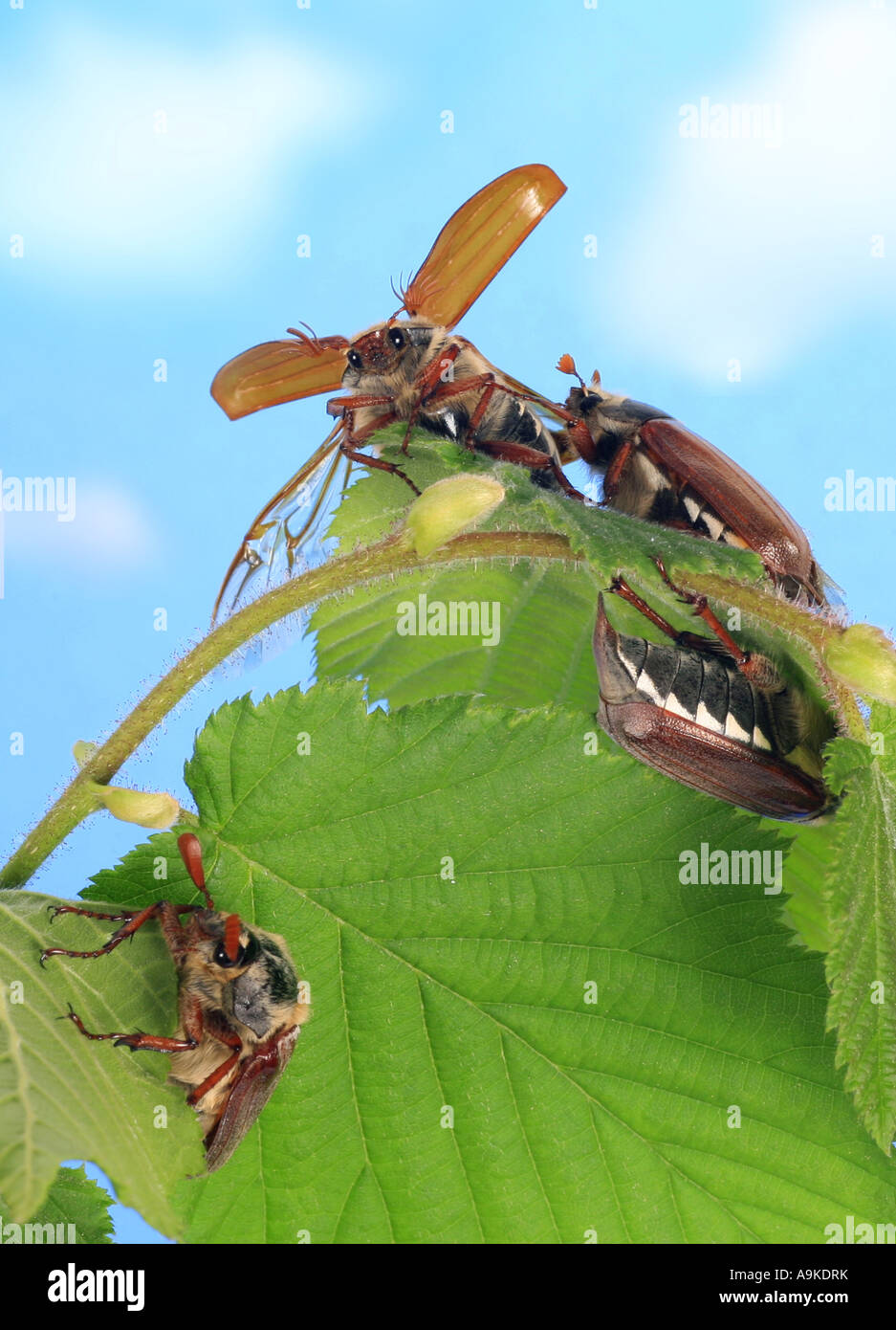 common cockchafer, maybug (Melolontha melolontha), feed on fresh ...