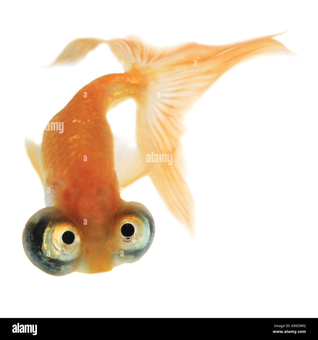 goldfish, common carp, celestial eye goldfish,  Celestial, Chotegan (Carassius auratus) Stock Photo