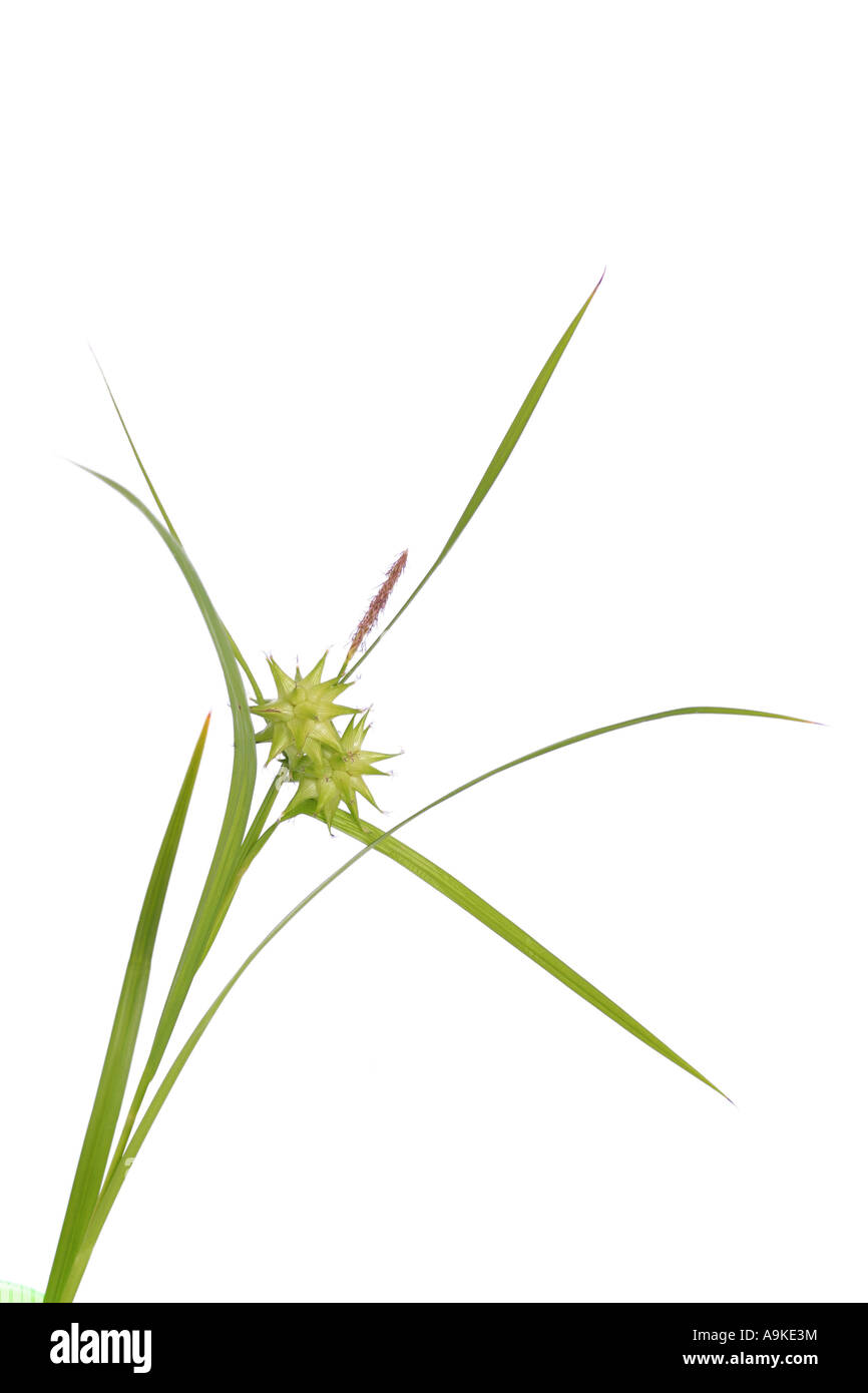 morning star, asa gray sedge (Carex grayi), fruiting Stock Photo