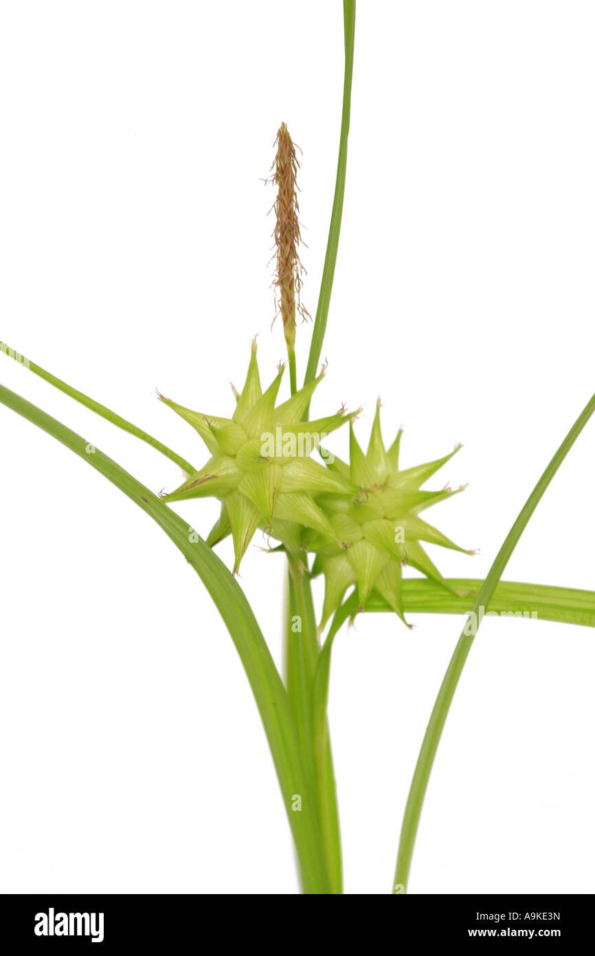 morning star, asa gray sedge (Carex grayi), fruiting Stock Photo