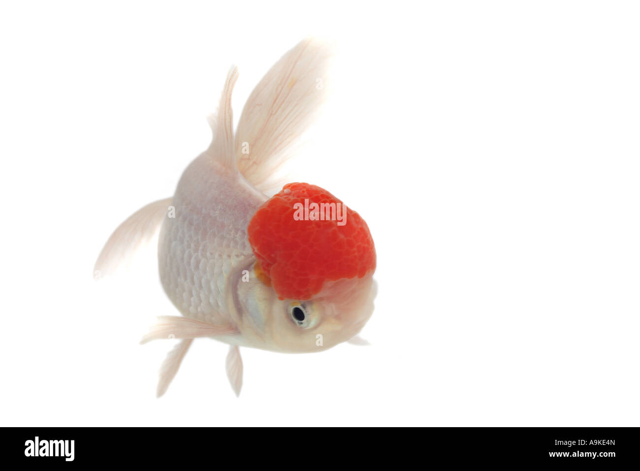 goldfish, common carp, Shishigashira, Fantail, white oranda with red cap, Lionhead (Carassius auratus auratus) Stock Photo