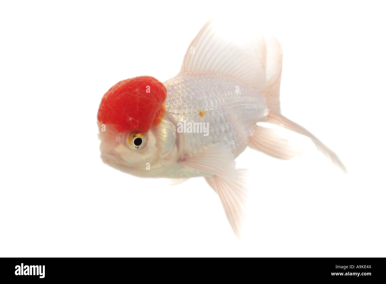 goldfish, common carp, Shishigashira, Fantail, white oranda with red cap, Lionhead (Carassius auratus auratus) Stock Photo