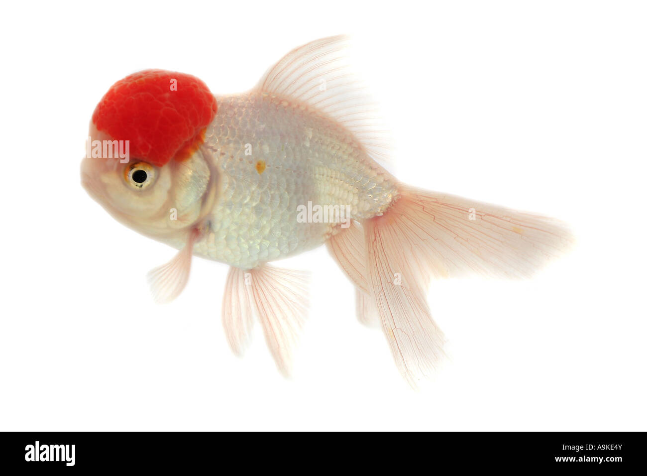 Oranda red cap hi-res stock photography and images - Alamy