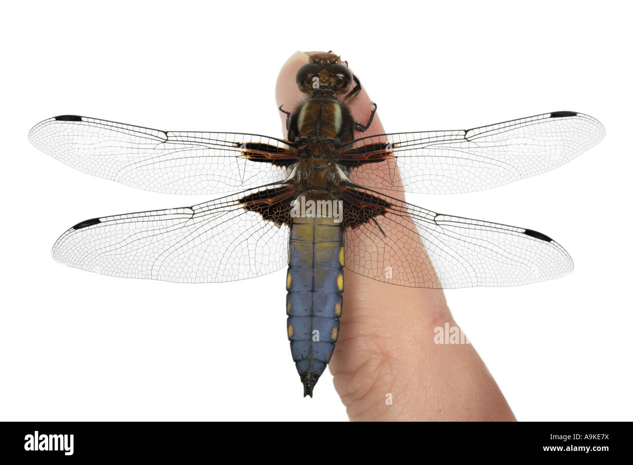 broad-bodied libellula, broad-bodied chaser (Libellula depressa), on index finger, Germany Stock Photo