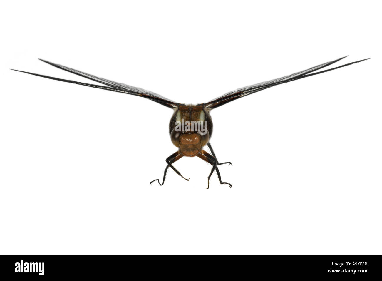 broad-bodied libellula, broad-bodied chaser (Libellula depressa), Germany Stock Photo