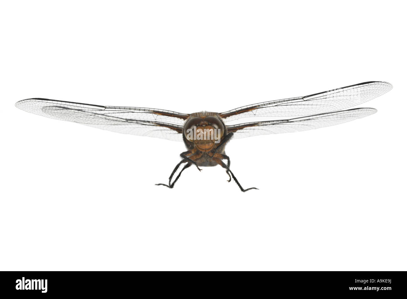 broad-bodied libellula, broad-bodied chaser (Libellula depressa), Germany Stock Photo
