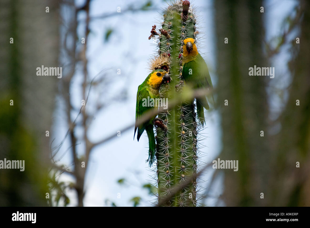 Yellow-shouldered parrots feeding on Cactus on Bonaire Island, Netherlands Antilles Stock Photo