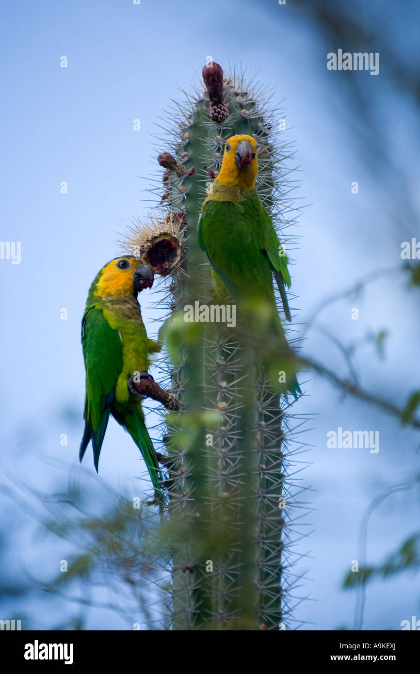 Yellow-shouldered parrots feeding on Cactus on Bonaire Island, Netherlands Antilles Stock Photo