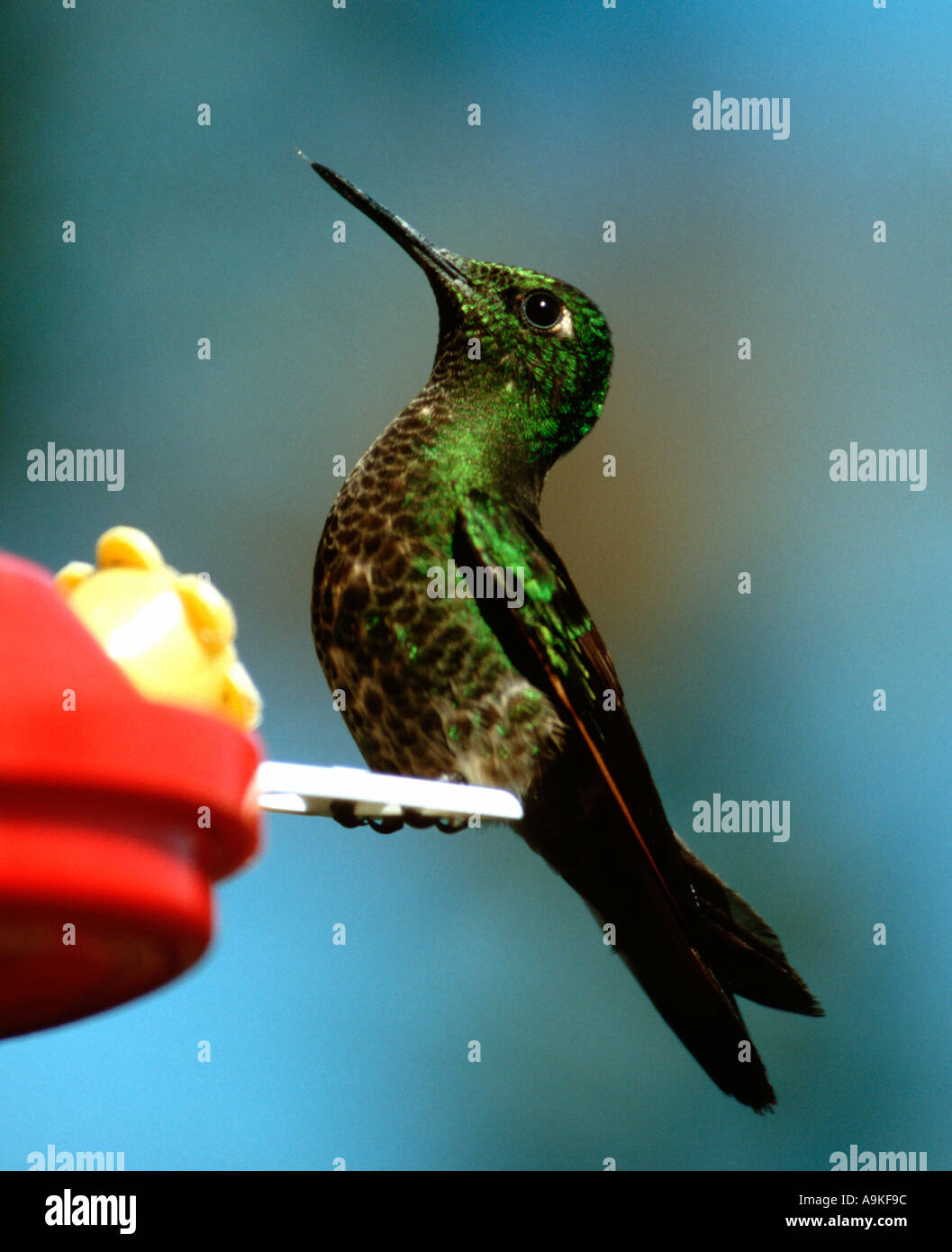 Hummingbird ecuador hi-res stock photography and images - Alamy