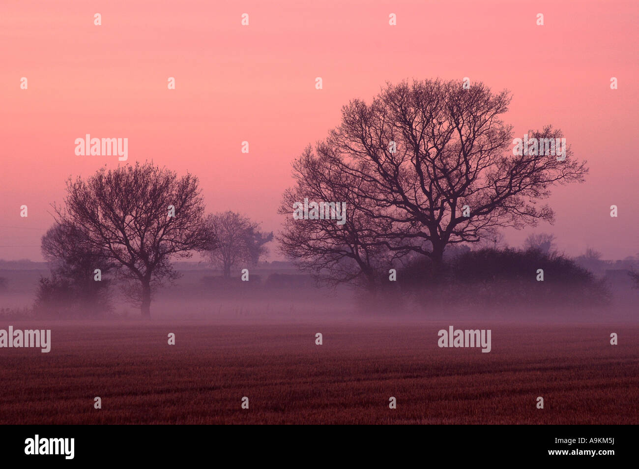 Winter trees in mist Stock Photo - Alamy
