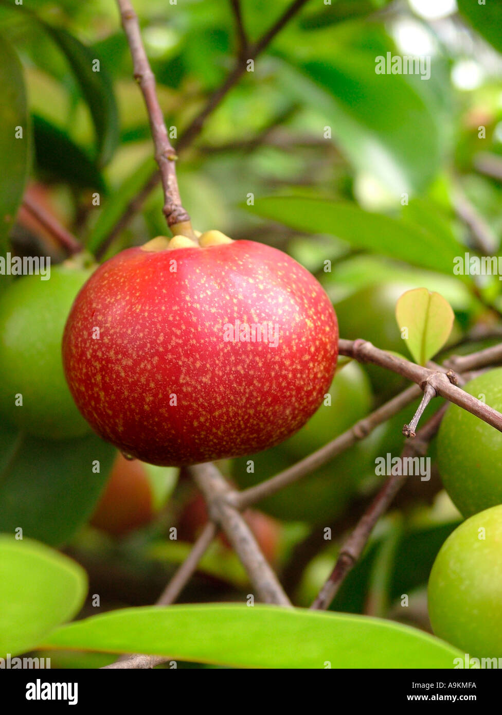 Herb Fruit KOKAM Garcinia indica Fam Guttiferae Stock Photo Alamy