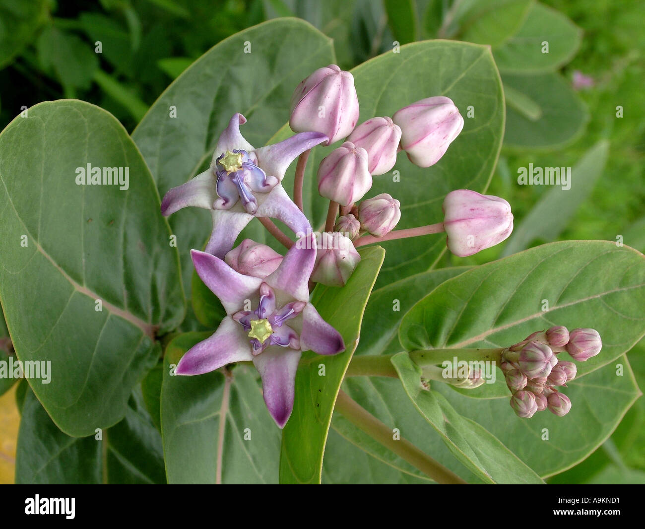 Giant calotrope plant, Calotropis gigantea, crown flower Stock Photo