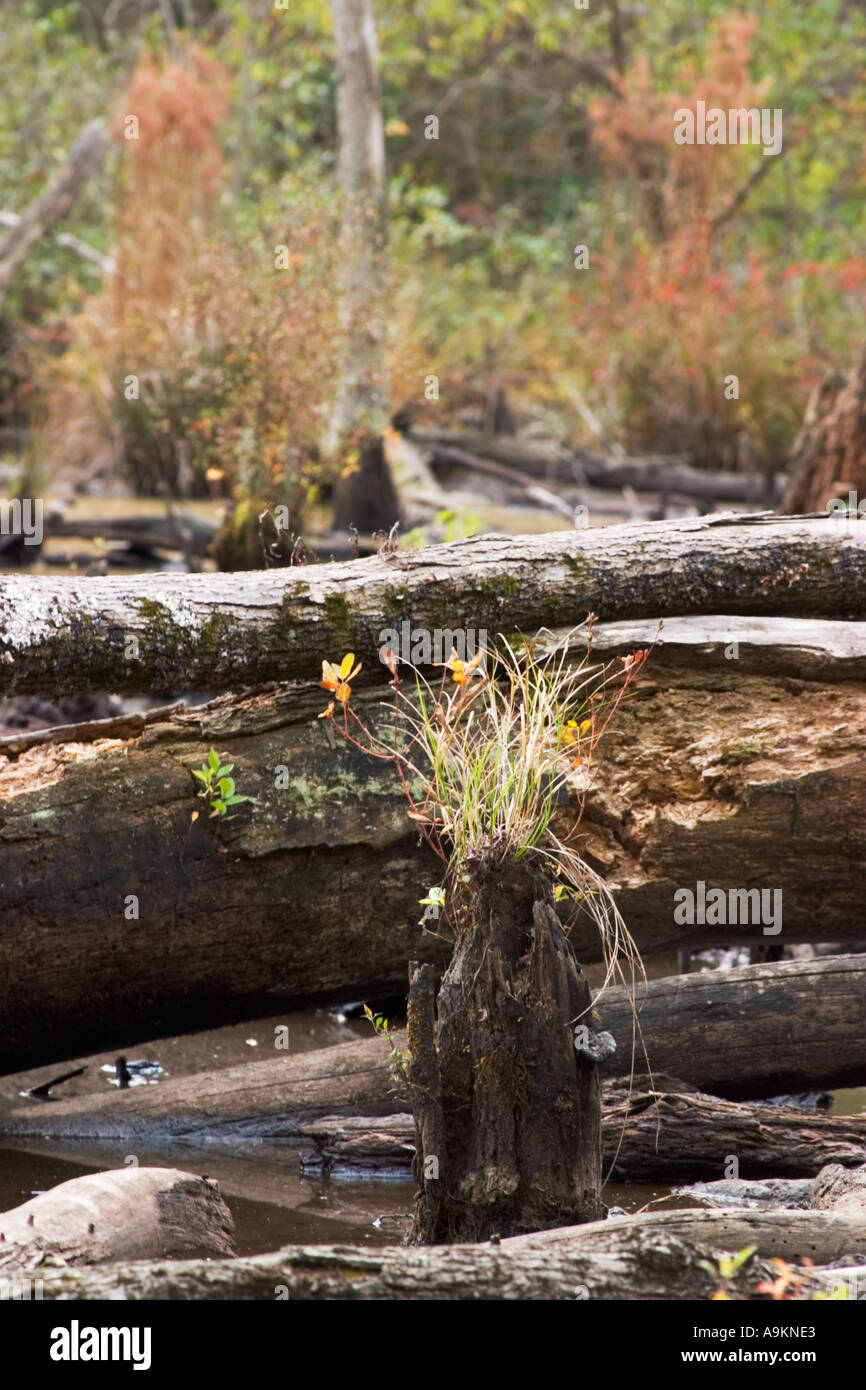 Plants growing on deadwood in a bog in Atlanta GA USA Stock Photo Alamy