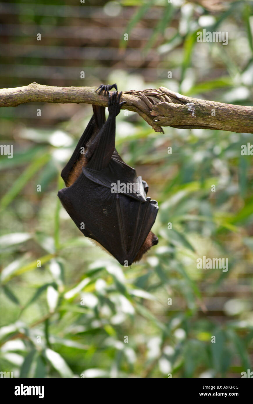 Rodriguez Fruit Bat Pteropus Rodricensis Stock Photo