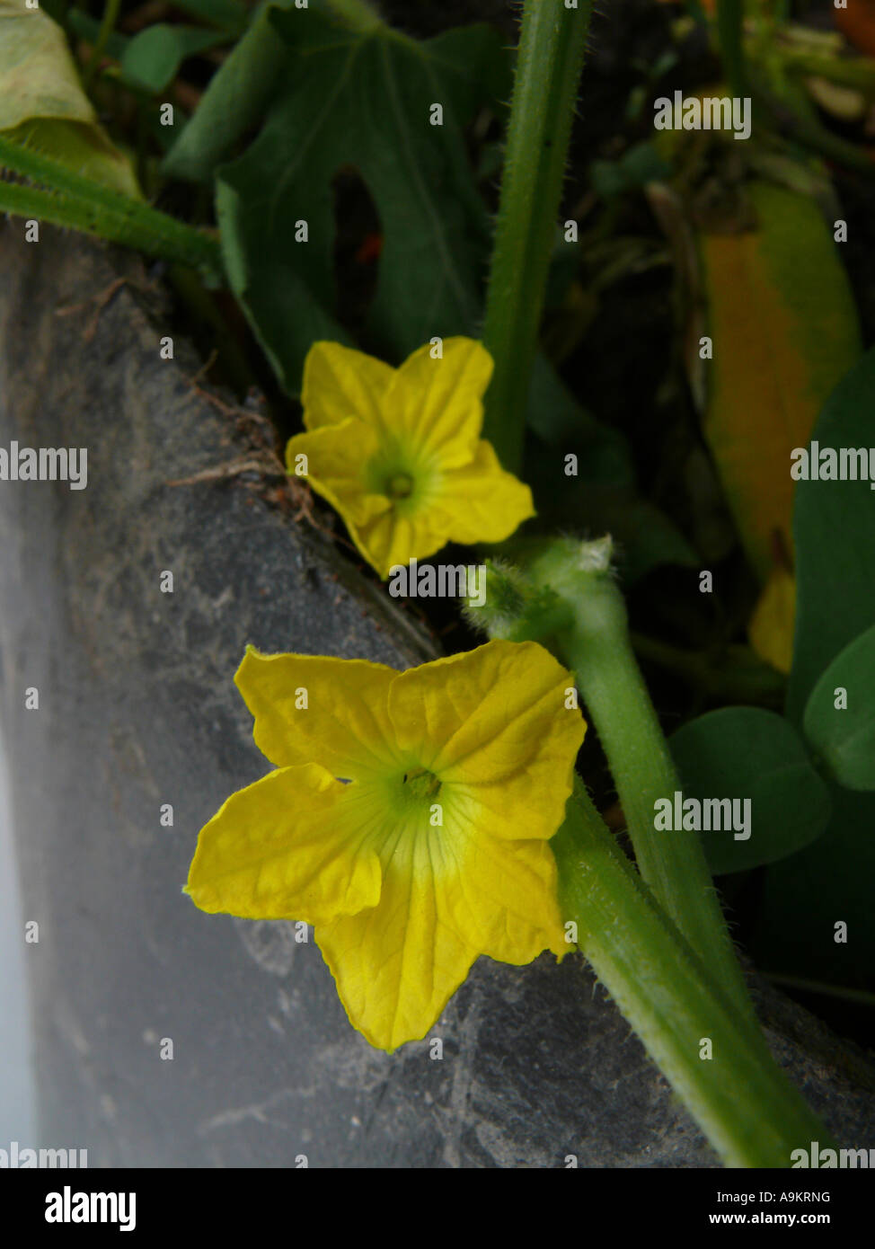 Flower of Musk Melon, Cuvumis melo Stock Photo Alamy