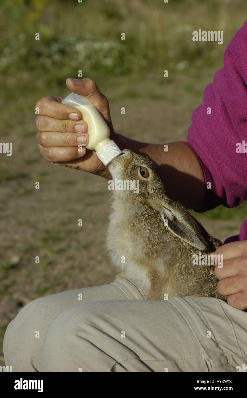 European hare (Lepus europaeus), juvenile gets food by milk bottle Stock Photo