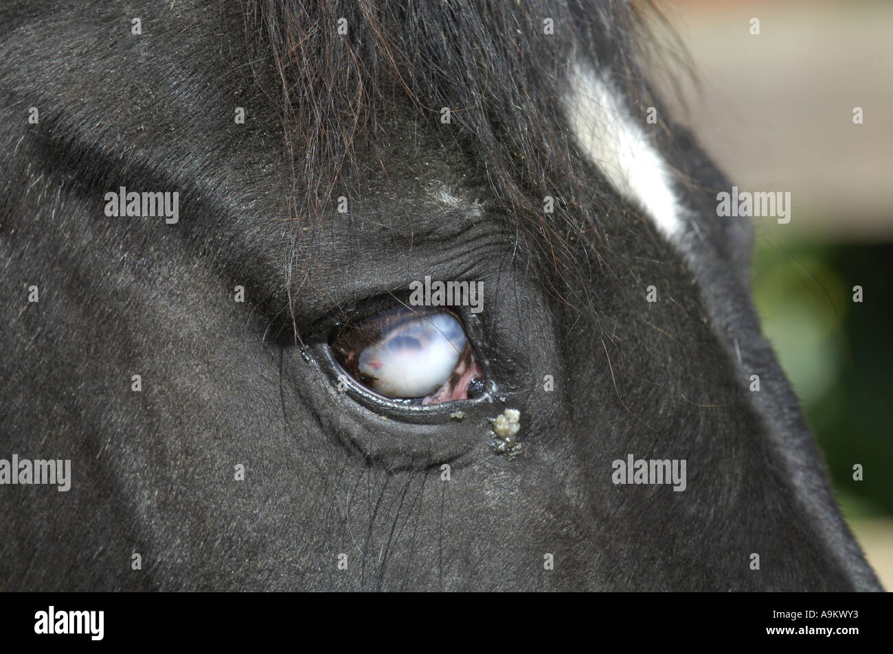 blind eye of a horse Stock Photo Alamy