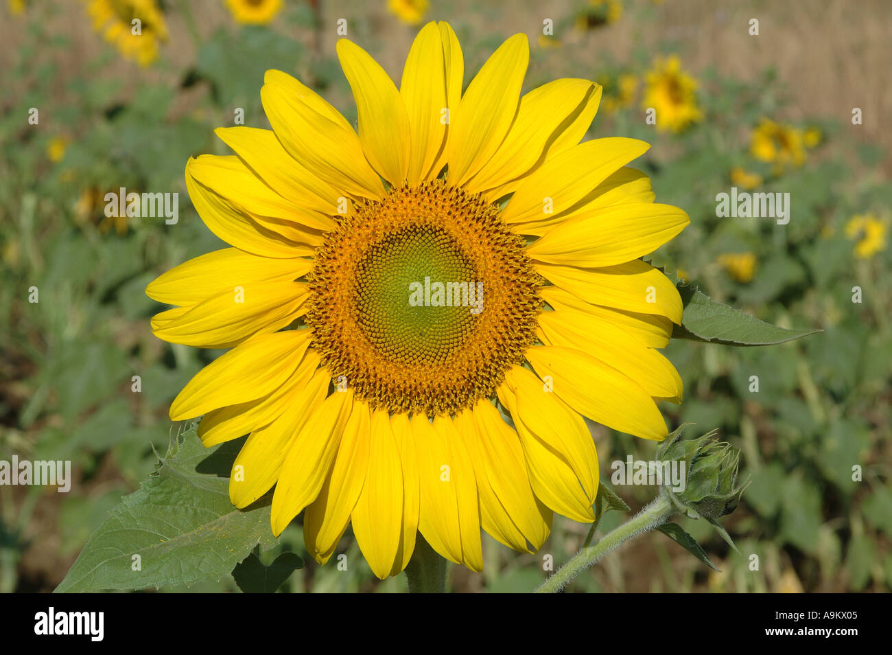 Indian Sunflower Seeds Stock Photos & Indian Sunflower Seeds Stock