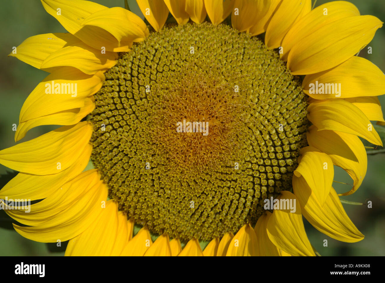ANG99368 Sunflower Latin Name Helianthus annuus close up Yellow Oil