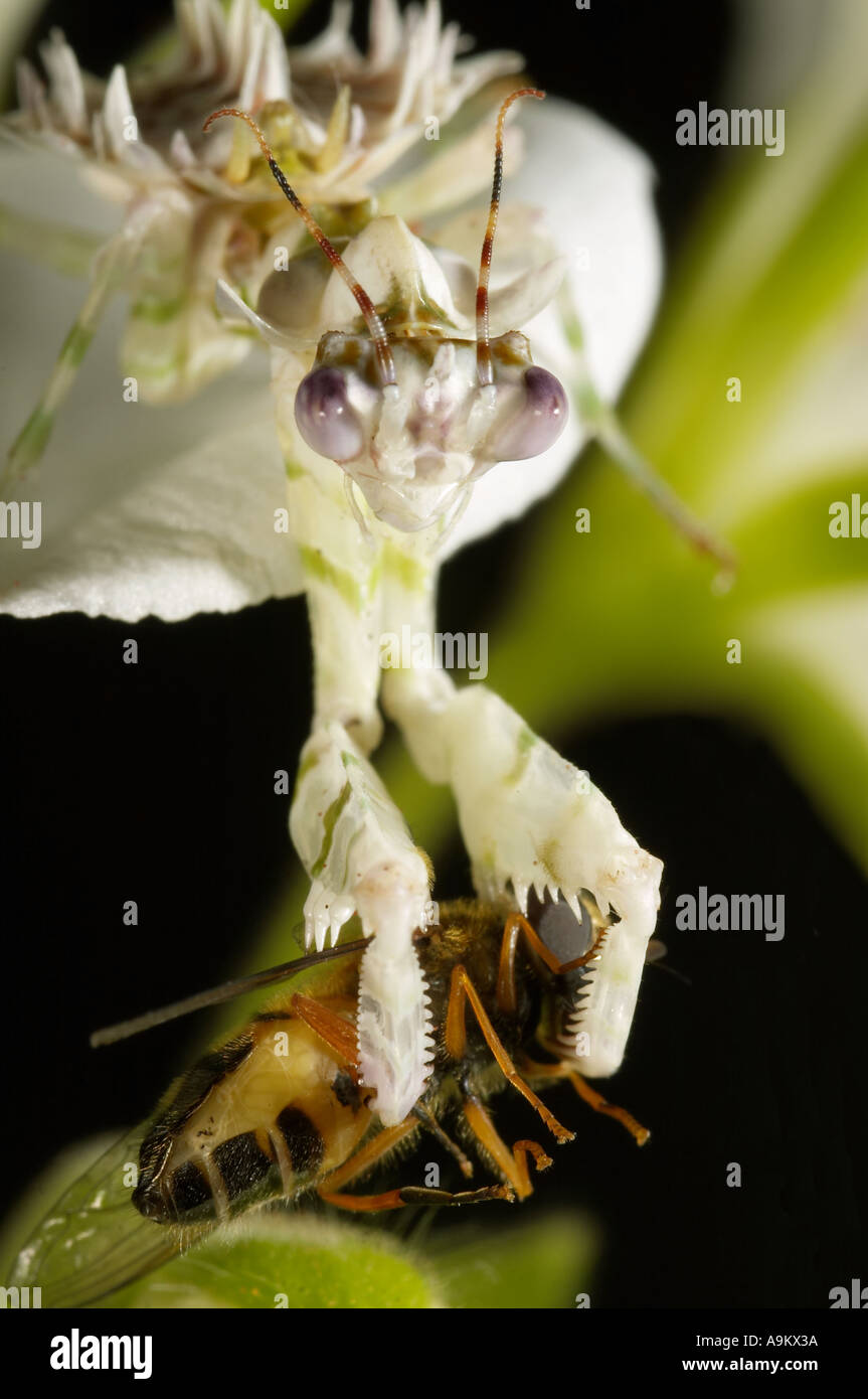 African Flower Mantis, Pseudocreobroter whalbergei, Catching Hoverfly Prey Stock Photo