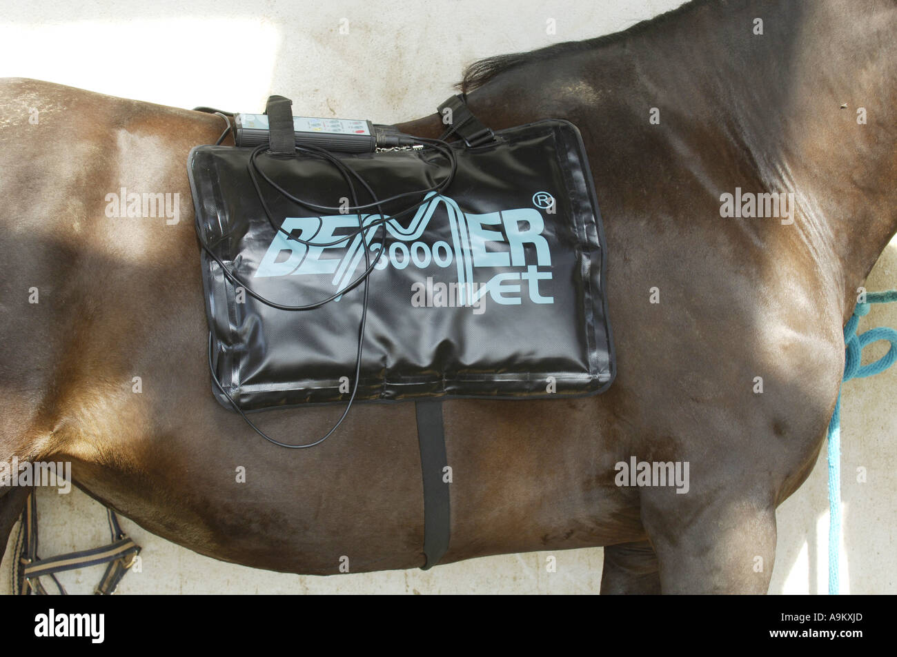 domestic horse (Equus przewalskii f. caballus), field therapie