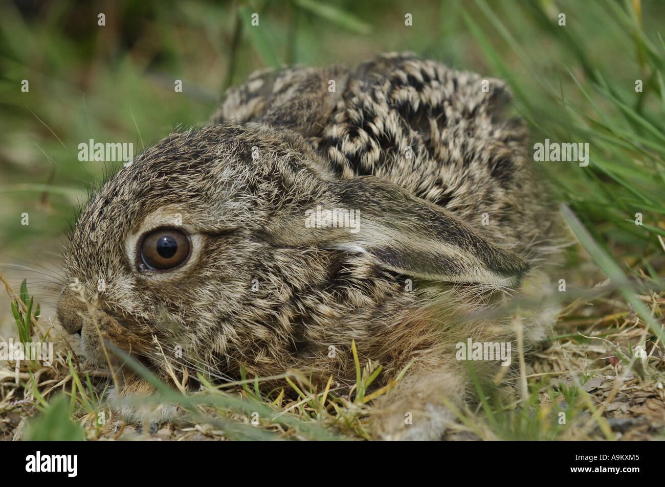 European hare (Lepus europaeus), juvenile, cowering at the ground Stock Photo