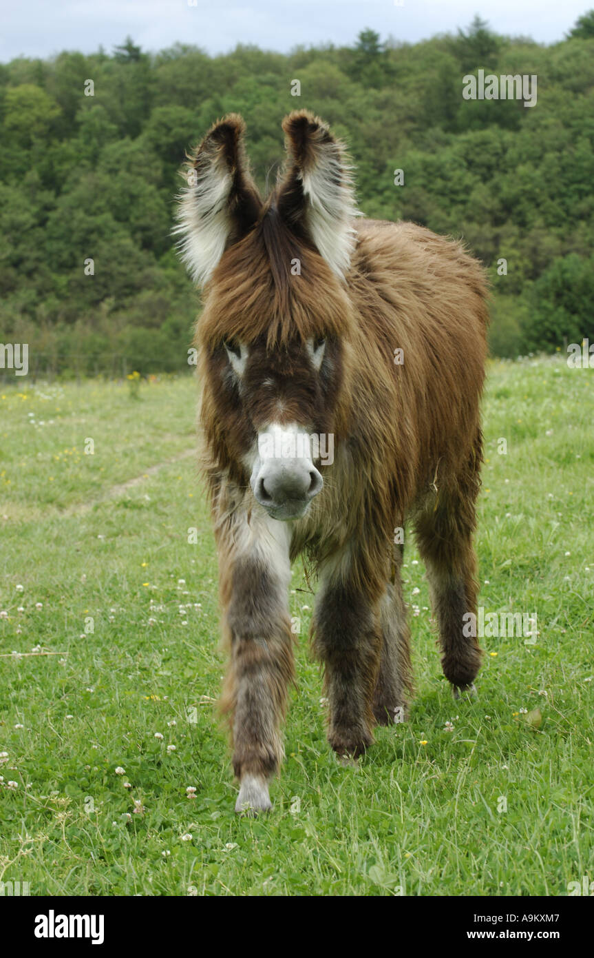 domestic donkey (Equus asinus f. asinus), foal on a meadow Stock Photo ...