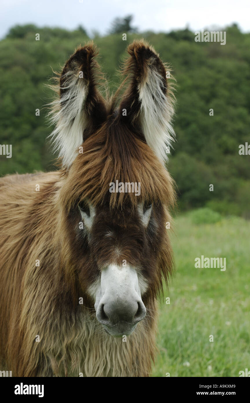 domestic donkey (Equus asinus f. asinus), foal on a meadow Stock Photo ...
