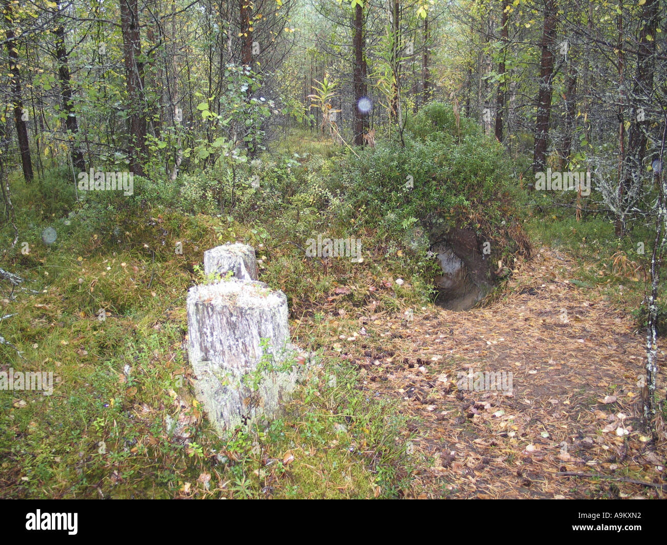 Bears den hi-res stock photography and images - Alamy