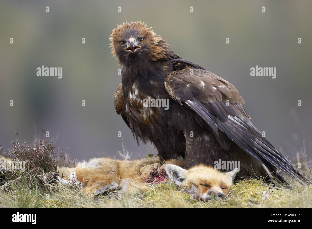 golden eagle (Aquila chrysaetos), eating fox, United Kingdom, Scotland