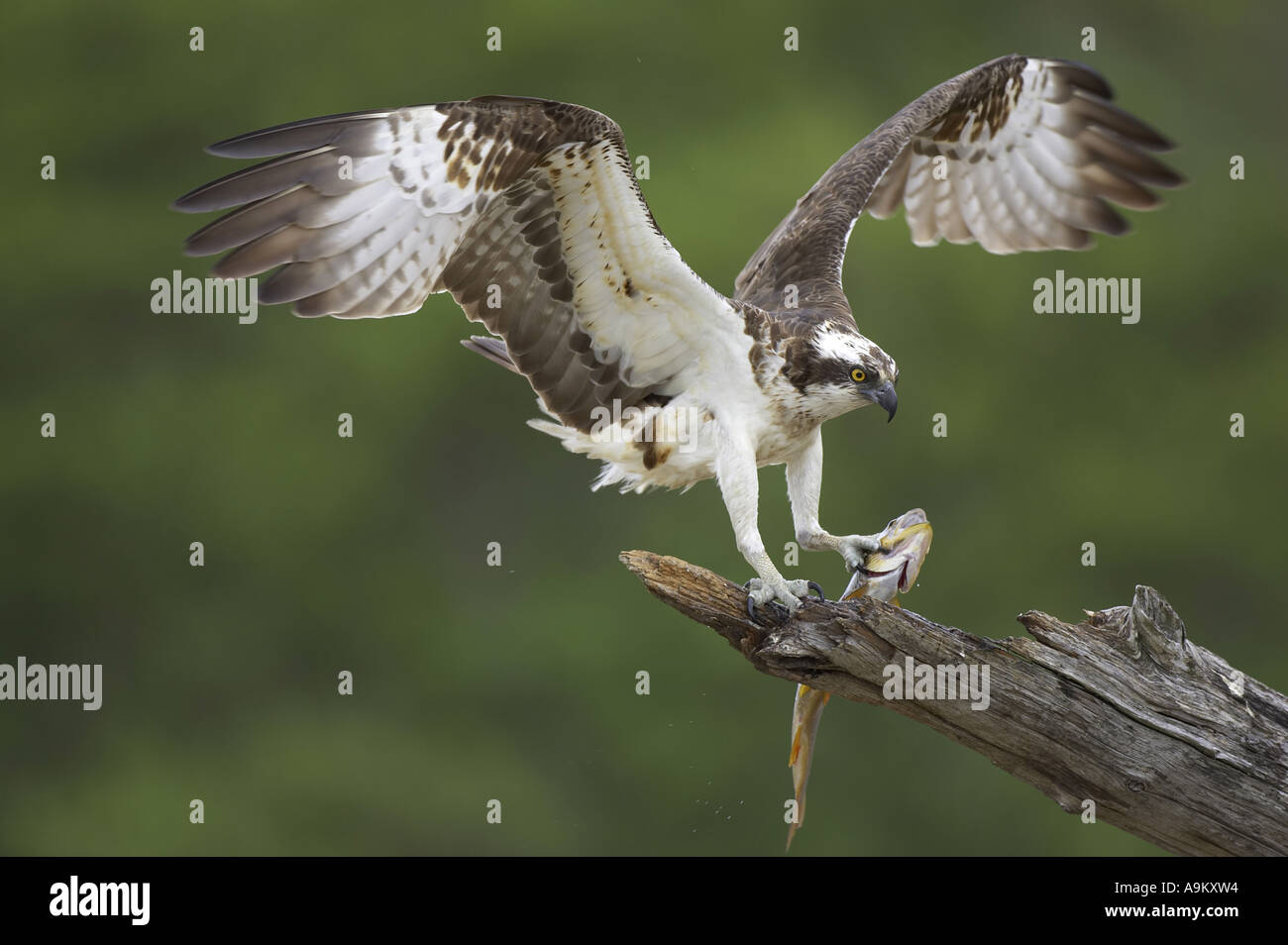 osprey, fish hawk (Pandion haliaetus), with fish as prey Stock Photo