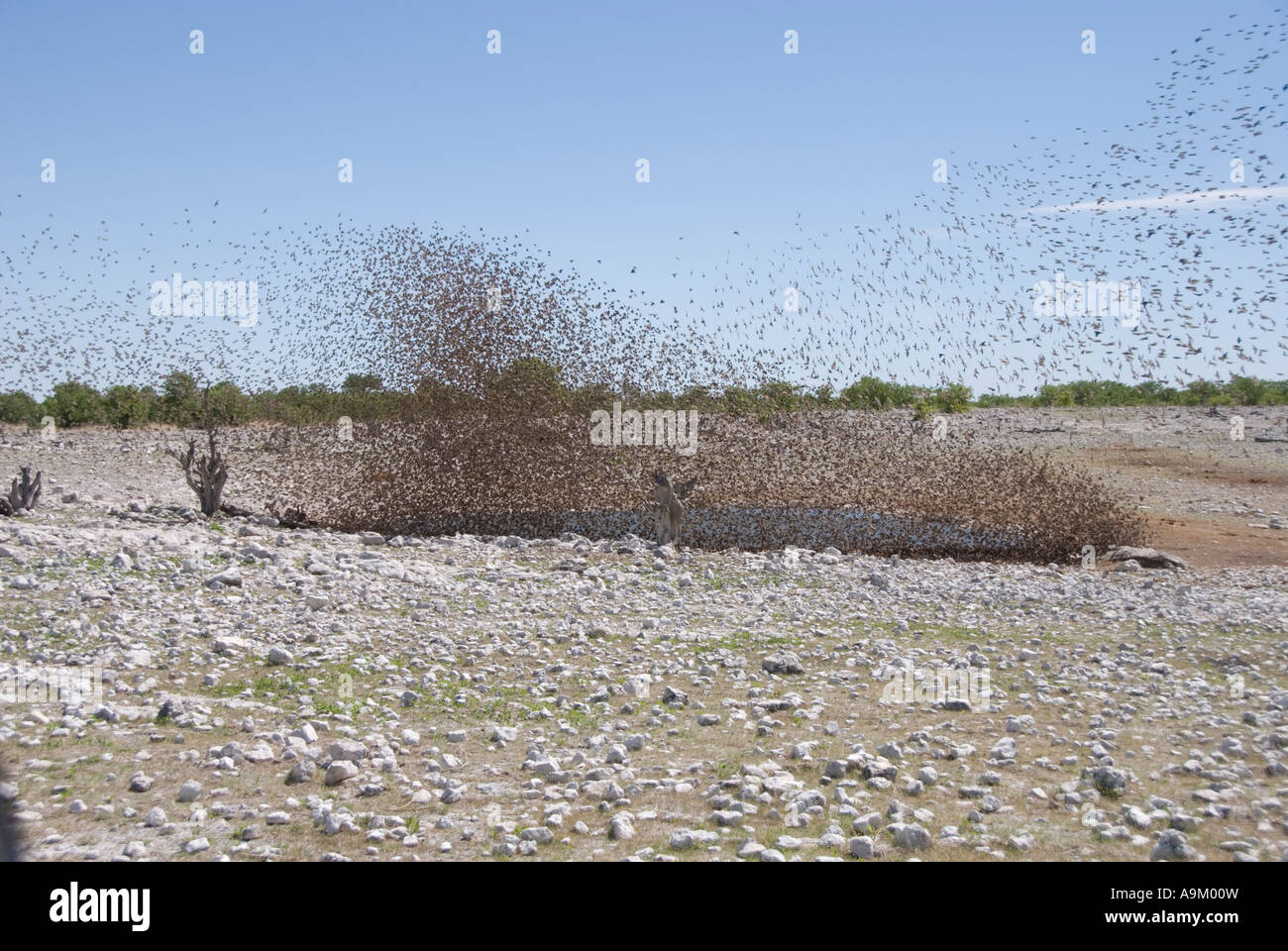 Swarm of red billed quelea over Namibian waterhole Stock Photo