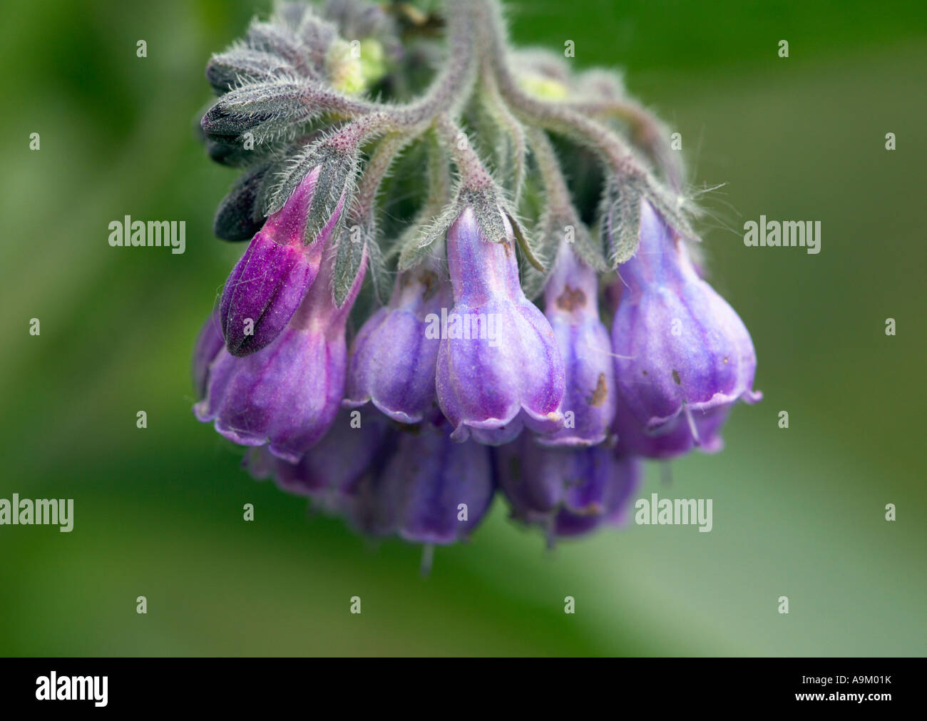 Close-up of Russian Comfrey flowers growing on Walthamstow Marshes London Stock Photo