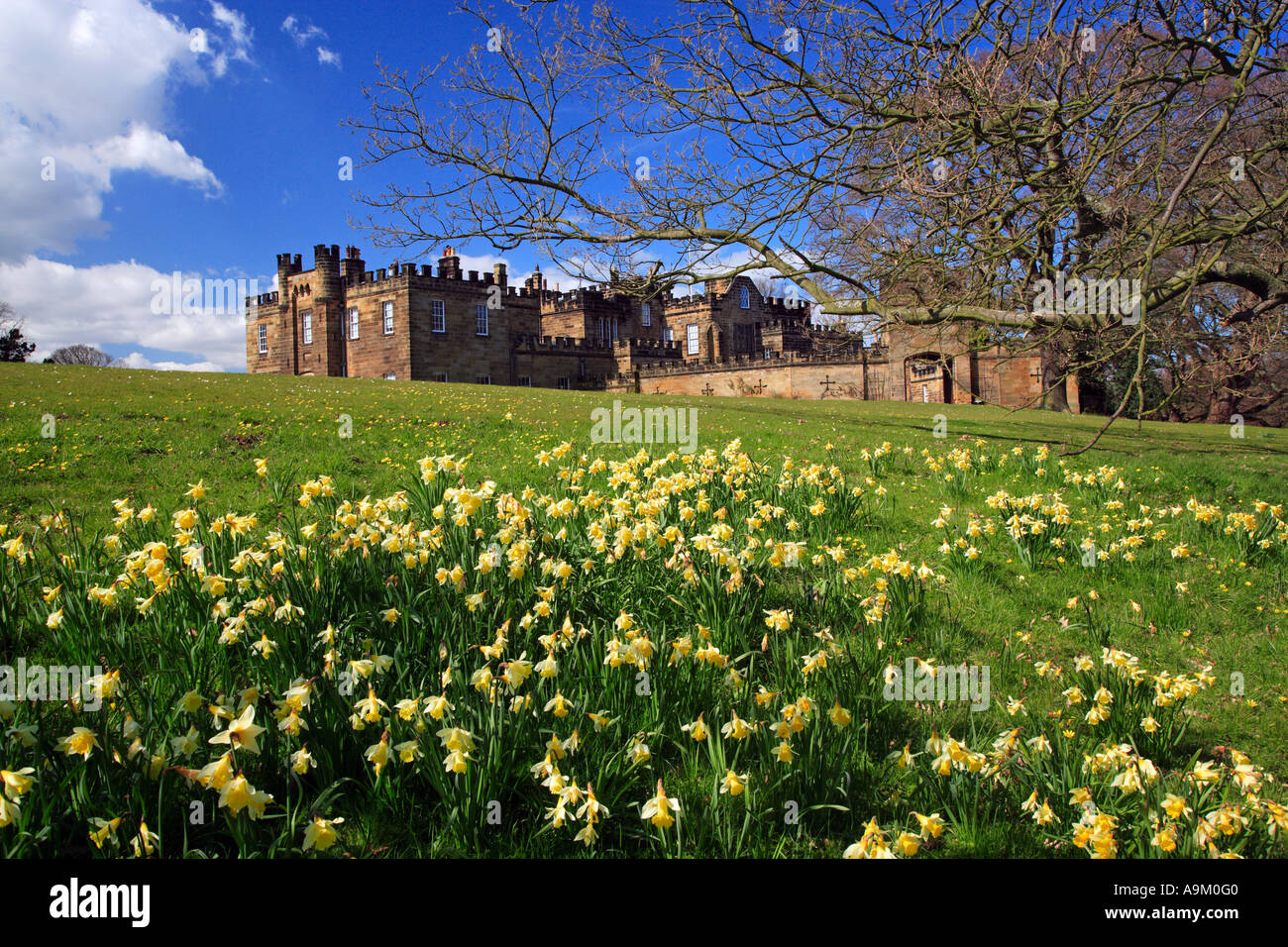 Daffodil time Skelton Castle Skelton in Cleveland Tees Valley England