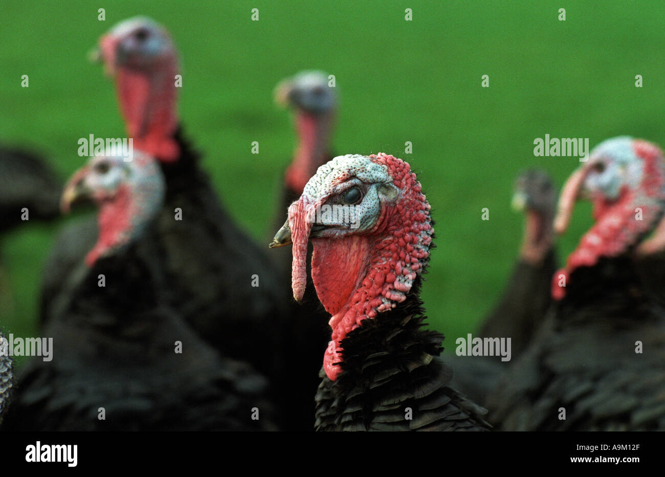 ENGLAND FREE RANGE NORFOLK BRONZE TURKEYS BEING PREPARED FOR CHRISTMAS
