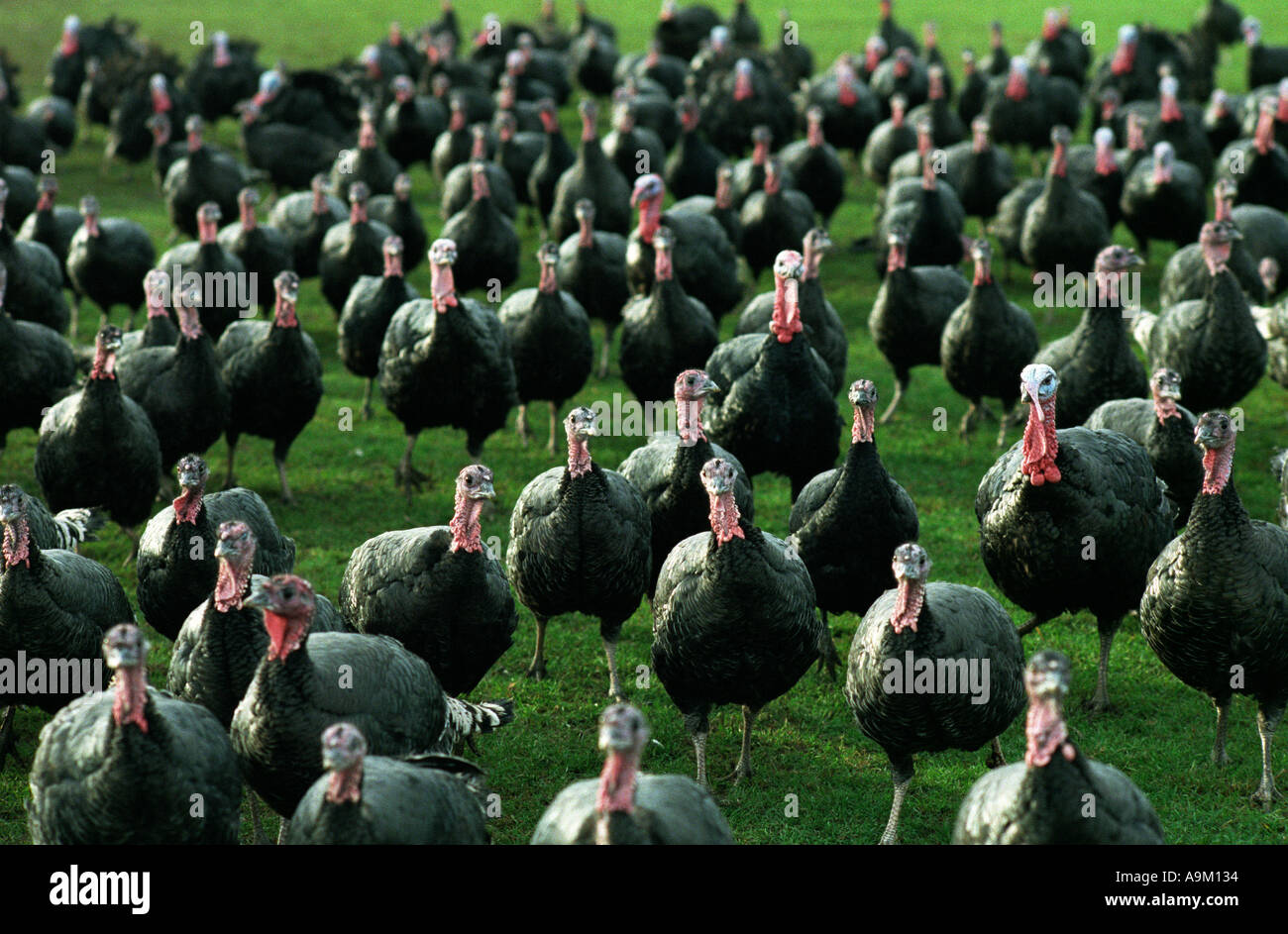 ENGLAND FREE RANGE NORFOLK BRONZE TURKEYS BEING PREPARED FOR CHRISTMAS AT A FARM IN EAST ANGLIA