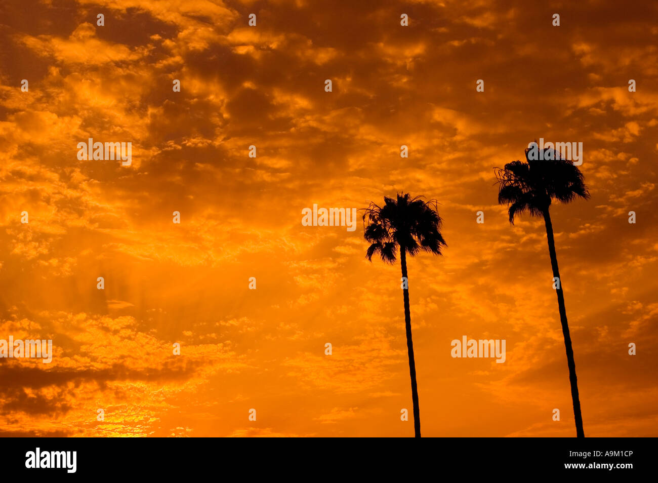 Two palm trees with brilliant sunset Stock Photo - Alamy