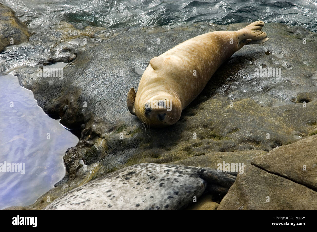 harbor seal sunning itself on rocks, La Jolla Cove, California Stock Photo