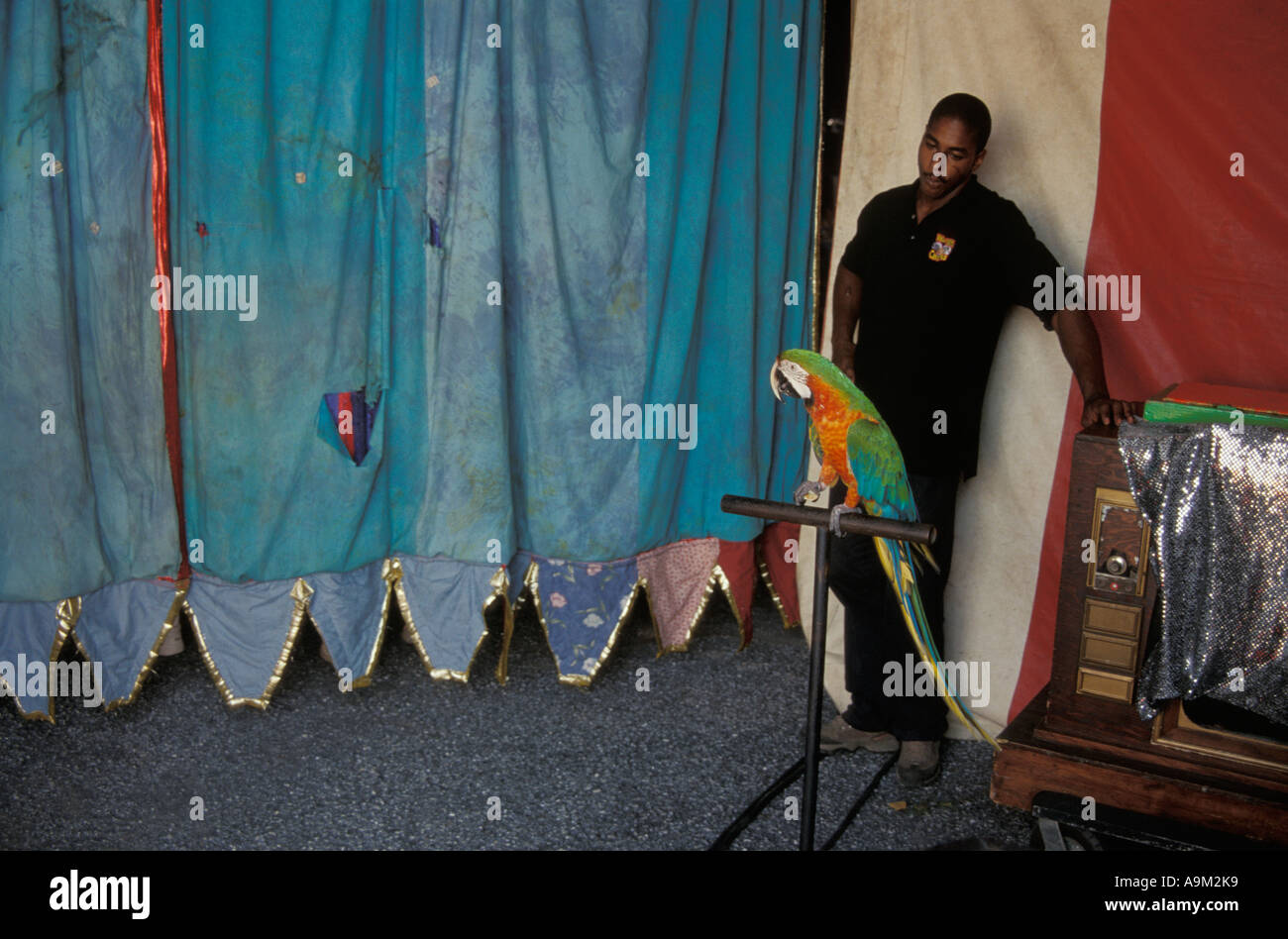 Walker Bros. Brothers Circus roustabout performing parrot Stock Photo