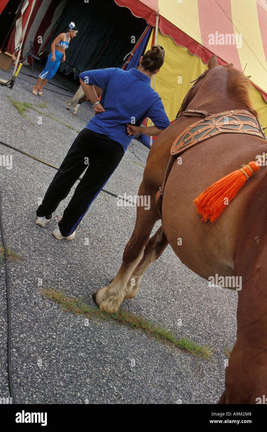 Walker Bros. Brothers Circus horse await show entrance Stock Photo Alamy