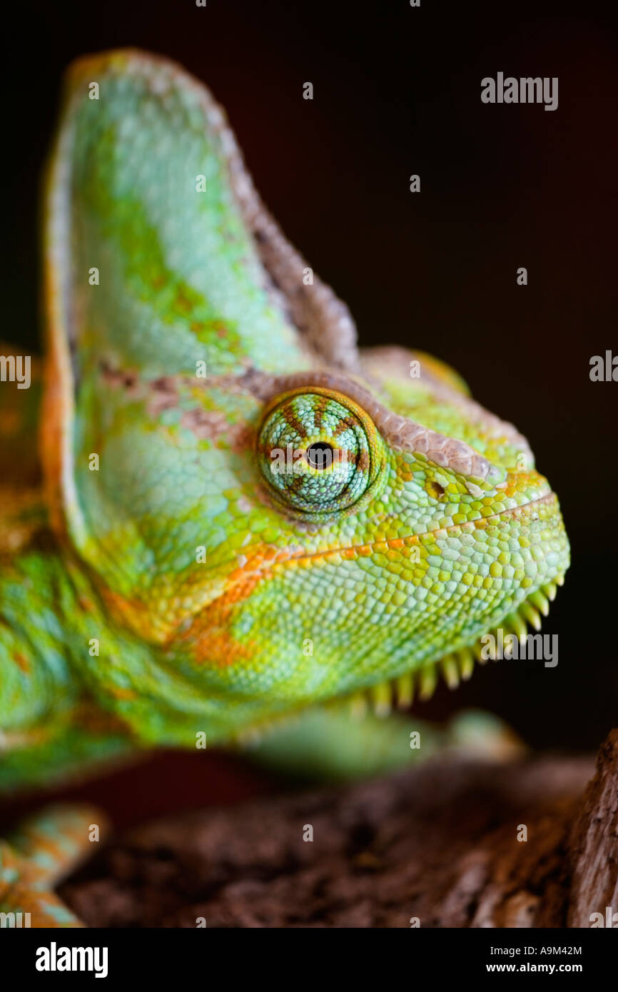 veiled chameleon Stock Photo