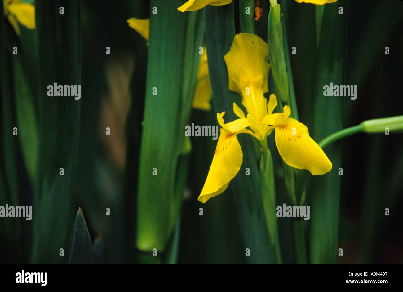 Yellow Iris water plant pond flower invasive weed Stock Photo - Alamy