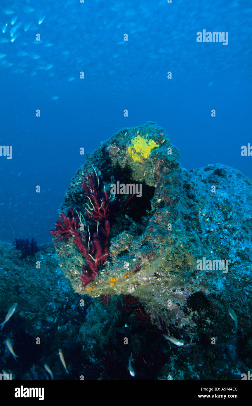 Wreck capstan and bait fish on a wreck off North Carolina Stock Photo