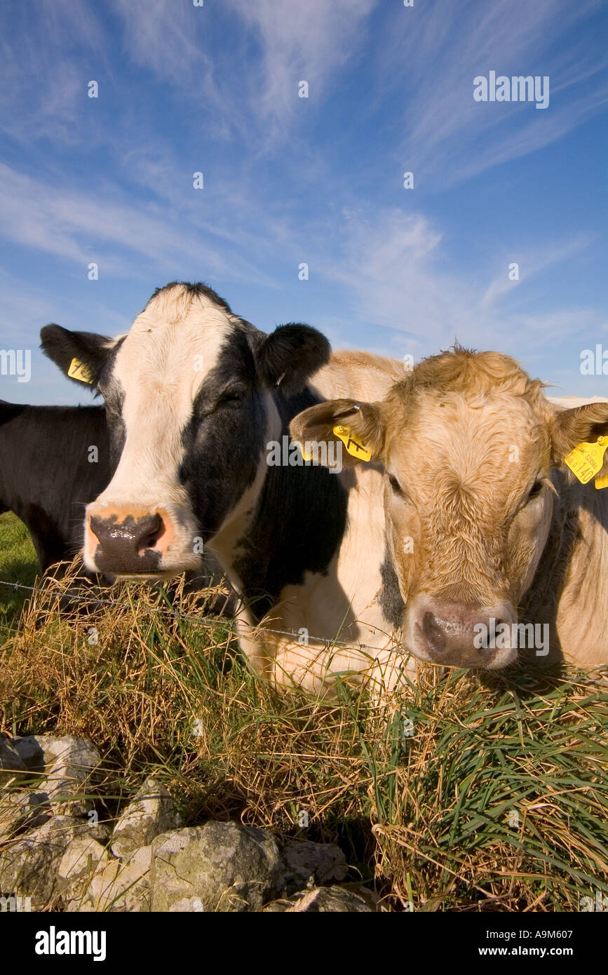 dh Cows ANIMALS UK Beef cattle Harray Orkney farm animal close pair of heads faces up two head fence domestic Stock Photo