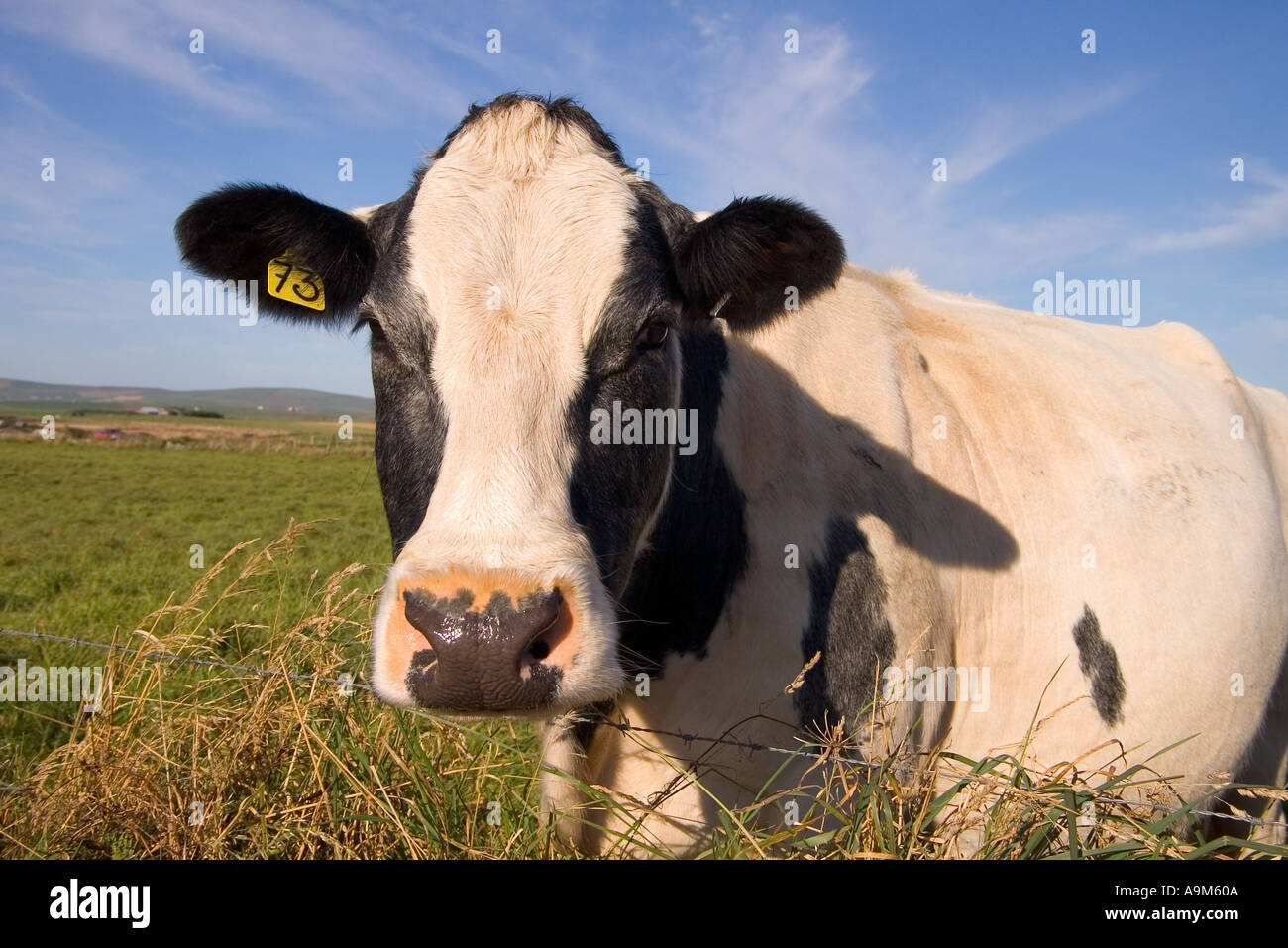 dh Cow ANIMALS UK Beef cow in field Harray Orkney face livestock farm animal head close up Stock Photo