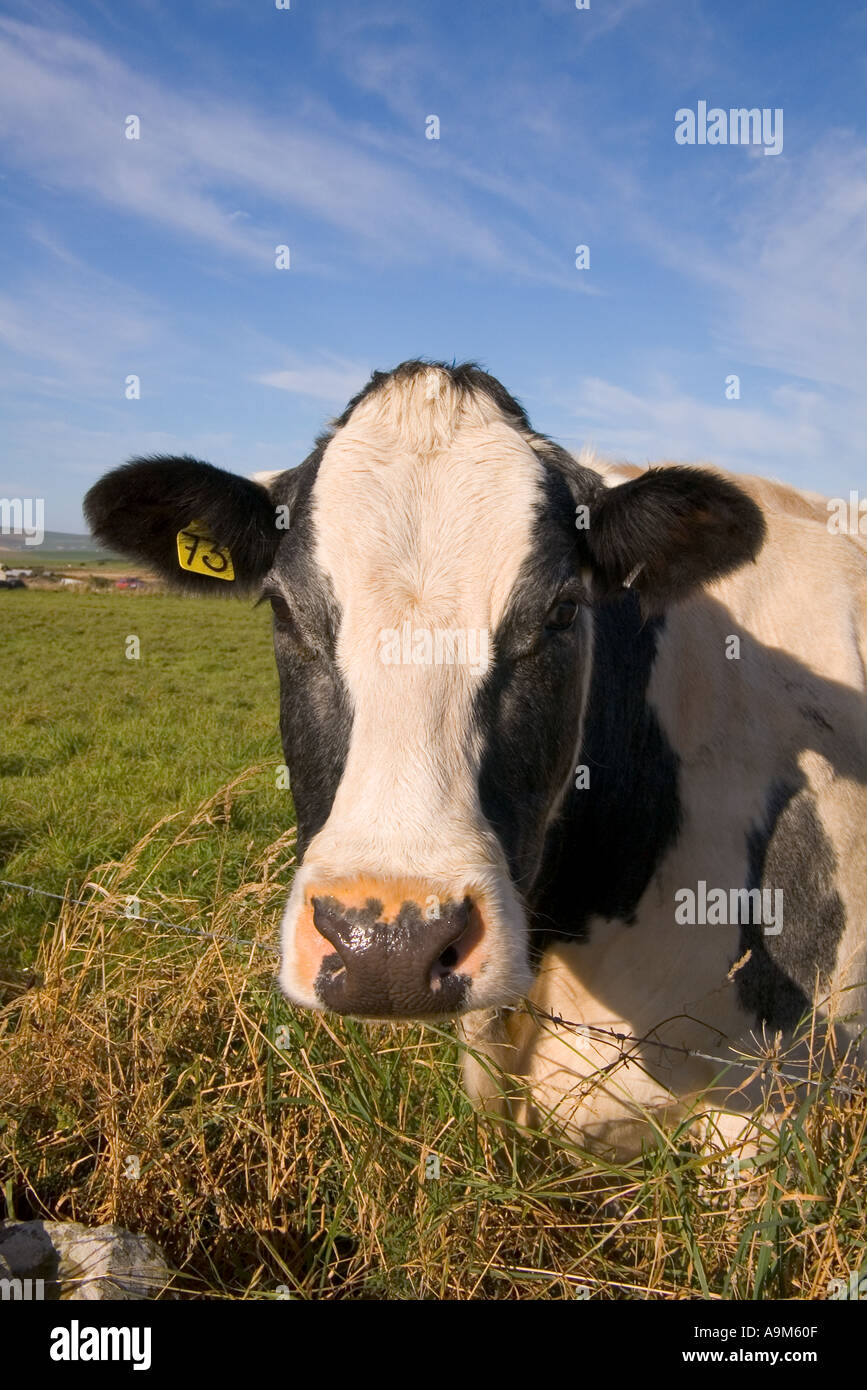 dh Cow ANIMALS UK Beef cow Harray Orkney face livestock farm animal head close up nobody Stock Photo
