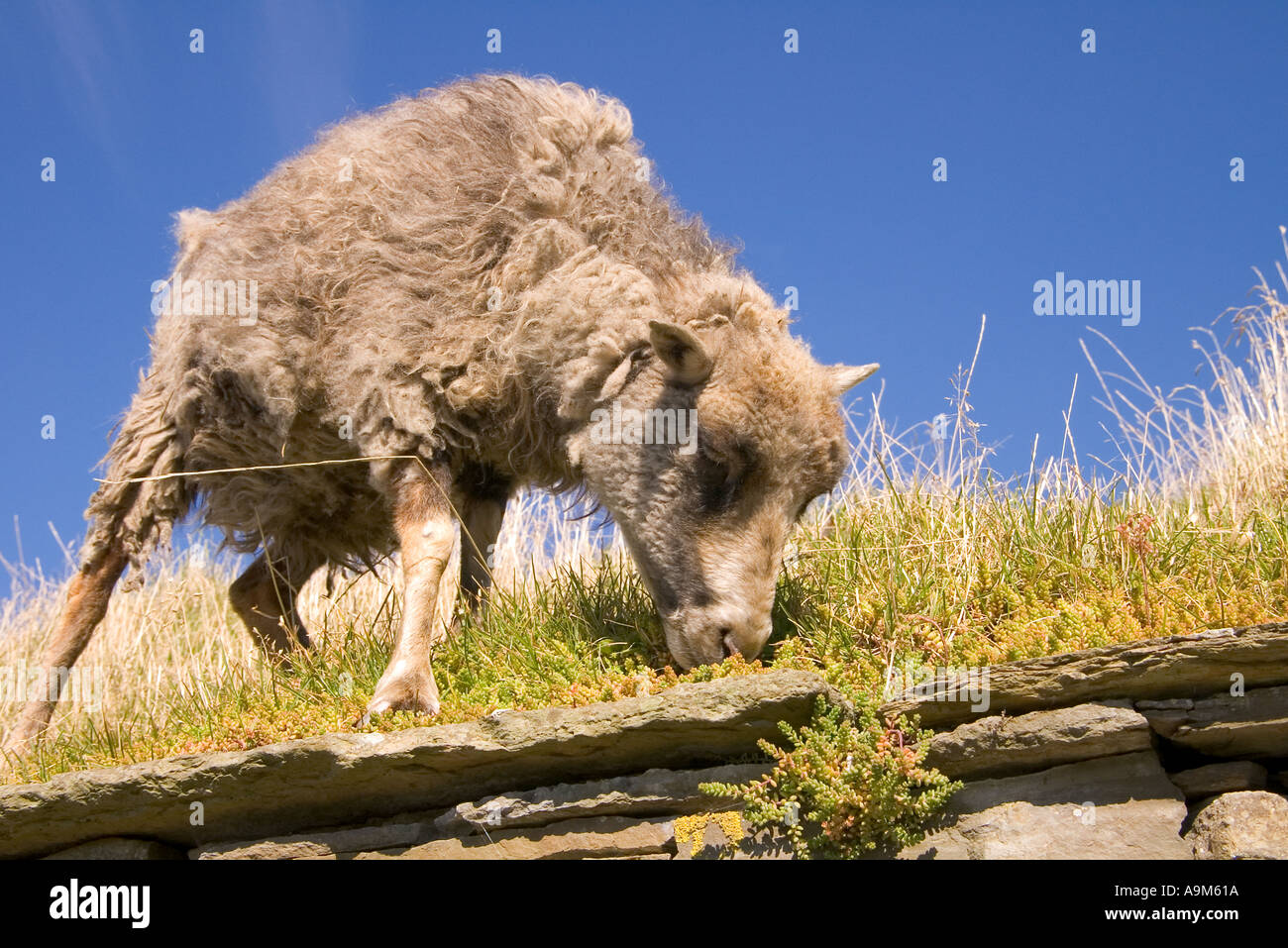dh Farm Museum CORRIGALL ORKNEY North Ronaldsay sheep eating turf roof grass Stock Photo