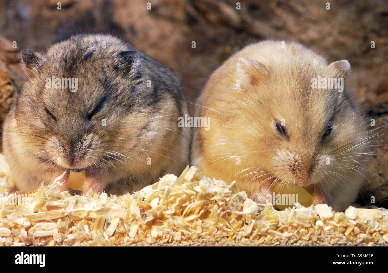 CAMPBELLS HAMSTERs stuff the grains into the hamster cheeks Stock Photo